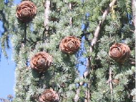 This tree does have cones