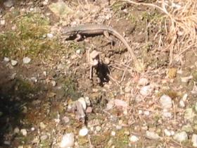 Resident lizard