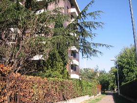Fir tree
