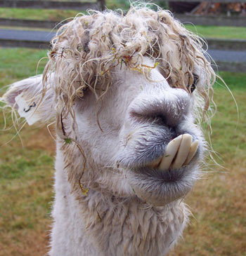 alpaca
