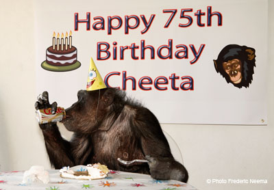 Chita aniversariante