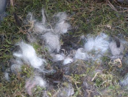 Nestje met vier eitjes in Diependaalse brievenbus