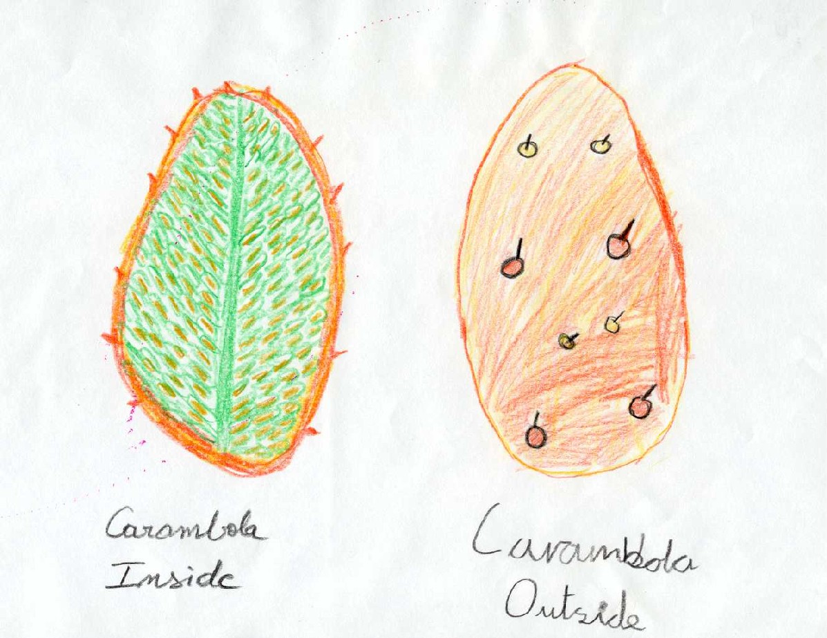 Is dit een Carambola ? Voor de oplossing, klik op de tekening.