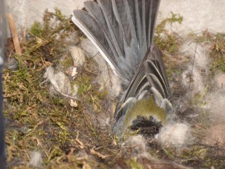 Koolmeesje verdedigt nest in Diependaalse brievenbus