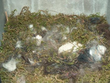 Extra kamer bijgebouwd in mezennest 