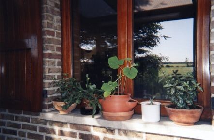 De pompoenplant op de vensterbank