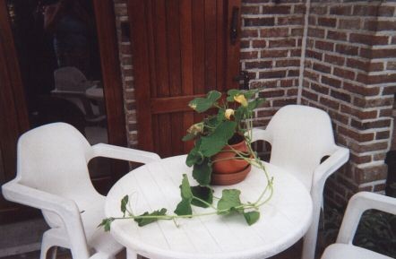 De pompoenplant op het terrastafeltje