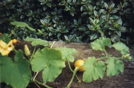 Pompoentje 1 (links) en pompoen 2