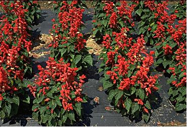Salvia Splendens