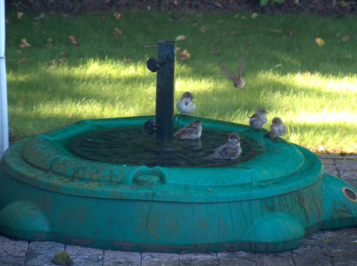 De Schildpad is in Diependaal al aan het oefenen voor haar toekomstig baantje als vogelbadje in de Coige ! (door Walter)