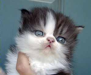 blkwht1.jpg - 6337 Bytes