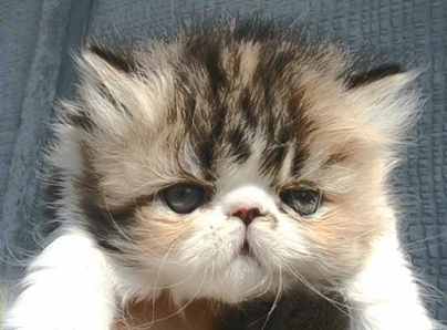 Brown Patch Tabby and White