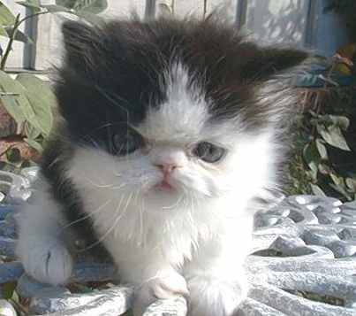 Black and White male