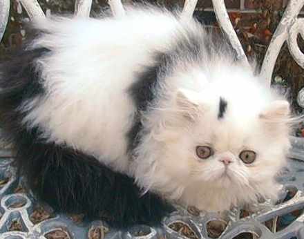 Dashing