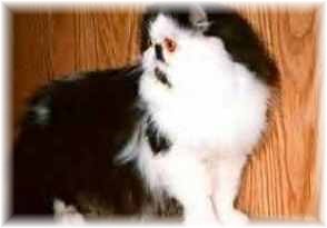 Ch Harwood Doc Holiday of Mewssouri