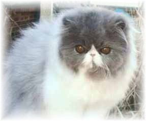 Mewssouri's Bloopurrs