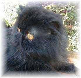 Ch Marhei Mr. Hollywood Of Mewssouri