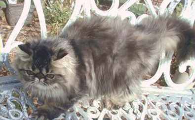 brown tabby