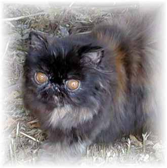 Tortie