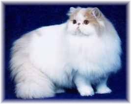 GC Harwood Sugar Daddy Of Mewssouri