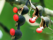 Seeds