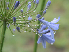 Agapanthus