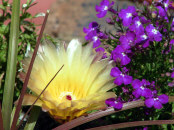 Cactus Flower