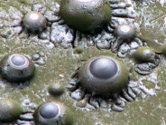 Algae