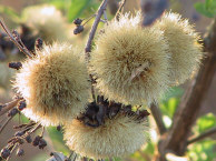 Seed heads