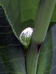 Dew drop