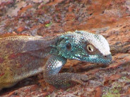 Rock lizzard