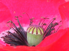 Poppy