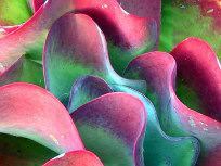 Succulent