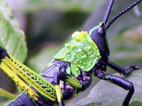 Grasshopper