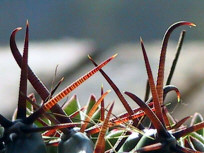 Thorns