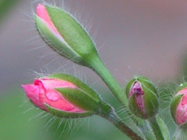 Geranium