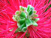 Bottlebrush