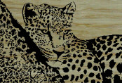 leopard