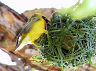 Finch