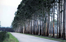 Trees