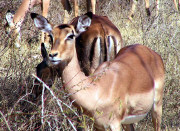 Impala