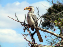Hornbill