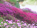 Azaleas