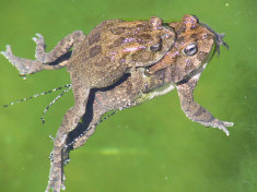 Frogs