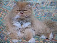 Koko