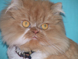 Koko