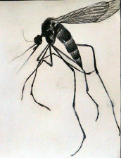 Mosquito