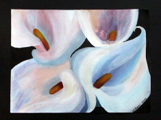 Arum Lilies