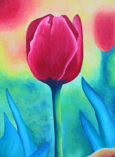 Tulip