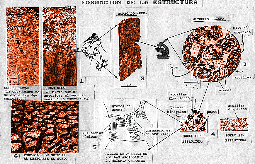 Formaci�n de la Estructura